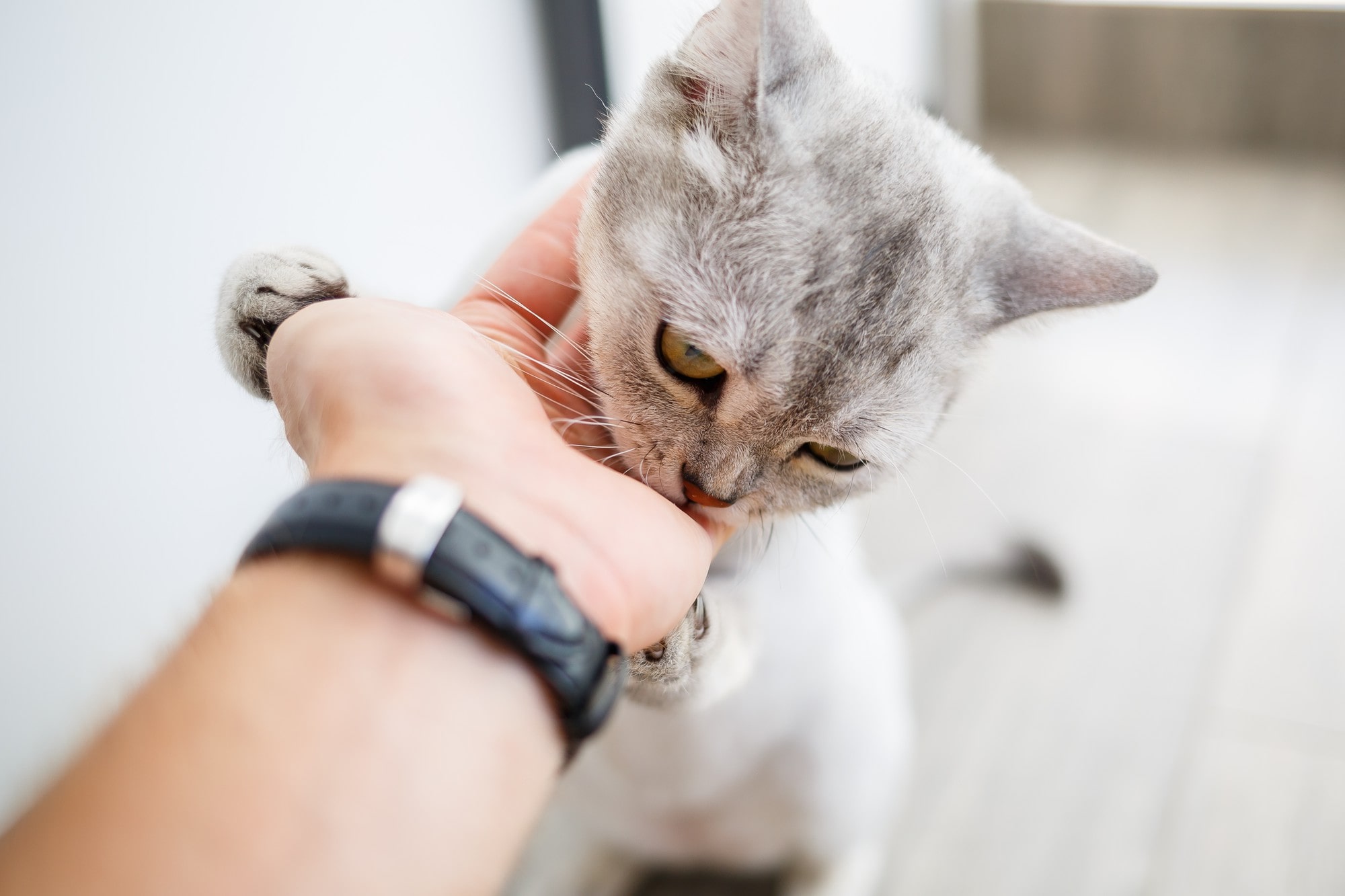 Pssst kitty, kitty, kitty1!